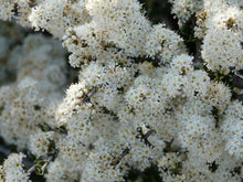 Load image into Gallery viewer, Ceanothus rigidus 'Snowball' - Snowball Monterey Ceanothus