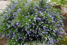 Load image into Gallery viewer, Ceanothus 'Wheeler Canyon' - Wheeler Canyon Ceanothus