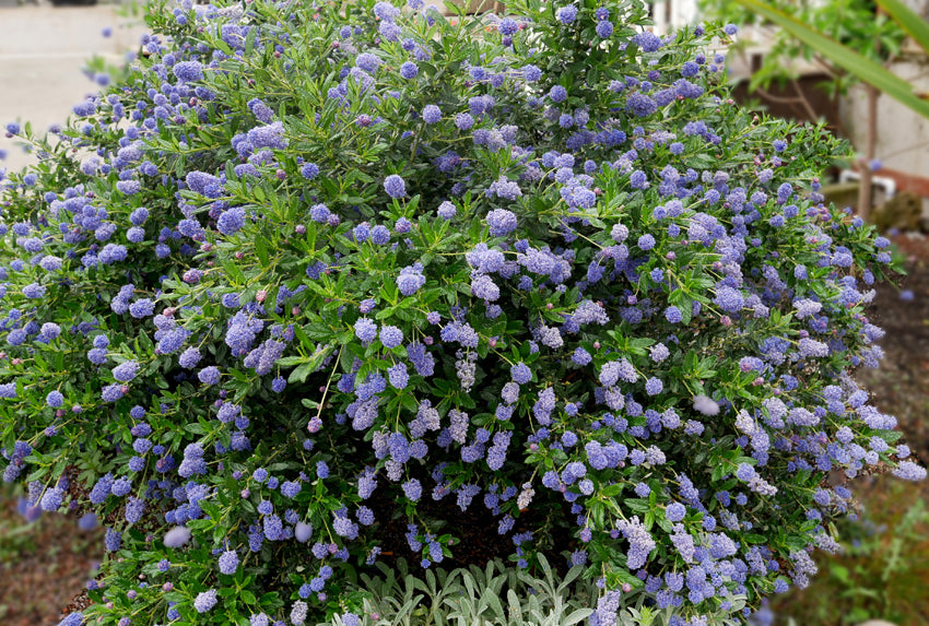 Ceanothus 'Wheeler Canyon' Wheeler Canyon Ceanothus Santa Barbara