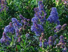 Load image into Gallery viewer, Ceanothus 'Wheeler Canyon' - Wheeler Canyon Ceanothus