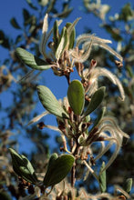 Load image into Gallery viewer, Cercocarpus betuloides - Mountain Mahogany