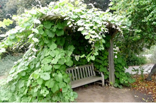 Load image into Gallery viewer, Vitis girdiana - Desert Wild Grape