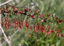 Load image into Gallery viewer, Ribes speciosum - Fuchsia Flowering Gooseberry