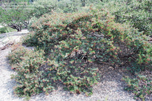 Load image into Gallery viewer, Arctostaphylos 'John Dourley' - John Dourley Manzanita