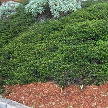 Load image into Gallery viewer, Arctostaphylos 'Emerald Carpet' - Emerald Carpet Manzanita