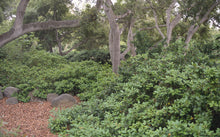 Load image into Gallery viewer, Frangula californica 'Eve Case' - Eve Case Coffeeberry