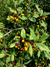 Load image into Gallery viewer, Frangula californica - Coffeeberry