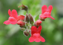 Load image into Gallery viewer, Gambelia speciosa 'Firecracker' - Firecracker Showy Island Snapdragon