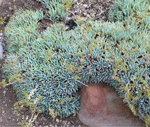 Load image into Gallery viewer, Dudleya virens ssp. hassei - Bright Green Liveforever