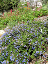 Load image into Gallery viewer, Ceanothus hearstiorum - Hearst's Ceanothus