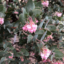 Load image into Gallery viewer, Arctostaphylos 'Lester Rowntree' - Lester Rowntree Manzanita