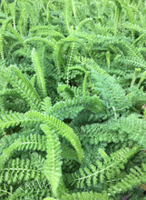 Load image into Gallery viewer, Achillea millefolium 'Sonoma Coast' - Sonoma Coast Yarrow