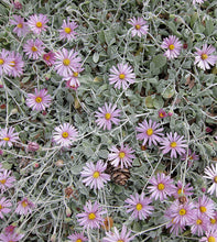 Load image into Gallery viewer, Corethrogyne filaginifolia 'Silver Carpet' - Silver Carpet Aster