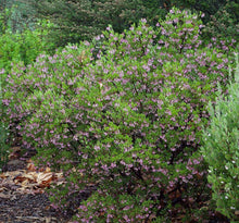 Load image into Gallery viewer, Arctostaphylos bakeri 'Louis Edmunds' - Louis Edmunds Manzanita