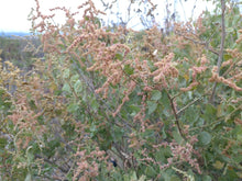 Load image into Gallery viewer, Atriplex lentiformis - Big Saltbush