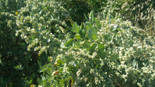 Load image into Gallery viewer, Atriplex lentiformis - Big Saltbush