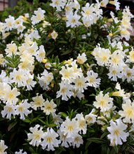 Load image into Gallery viewer, Diplacus grandiflorus (White) - Showy White Monkeyflower