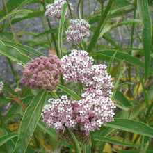Load image into Gallery viewer, Asclepias fascicularis - Narrowleaf Milkweed