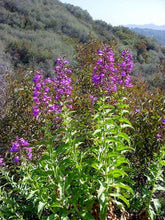 Load image into Gallery viewer, Penstemon spectabilis - Showy Penstemon
