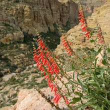 Load image into Gallery viewer, Penstemon eatonii - Firecracker Penstemon
