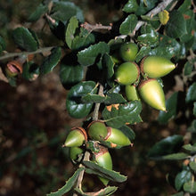 Load image into Gallery viewer, Quercus agrifolia - Coast Live Oak