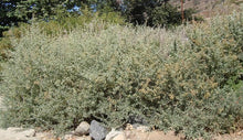 Load image into Gallery viewer, Atriplex lentiformis - Big Saltbush