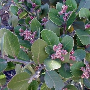 Rhus integrifolia - Lemonade Berry