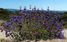 Load image into Gallery viewer, Salvia 'Celestial Blue' - Celestial Blue Sage