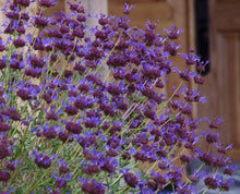 Load image into Gallery viewer, Salvia 'Celestial Blue' - Celestial Blue Sage