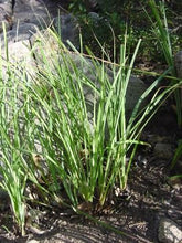 Load image into Gallery viewer, Carex spissa - San Diego Sedge