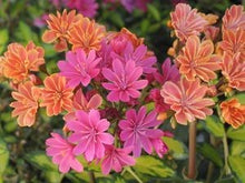 Load image into Gallery viewer, Lewisia 'Sunset Strain' - Sunset Strain Cliff Maids
