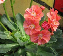 Load image into Gallery viewer, Lewisia 'Sunset Strain' - Sunset Strain Cliff Maids