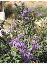 Load image into Gallery viewer, Ceanothus maritimus 'Valley Violet' - Valley Violet Mountain Lilac
