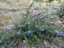 Load image into Gallery viewer, Ceanothus maritimus 'Valley Violet' - Valley Violet Mountain Lilac