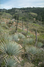 Load image into Gallery viewer, Hesperoyucca whipplei - Chaparral Yucca
