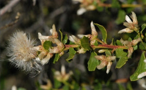 Baccharis pilularis ssp. consanguinea - Coyote Brush