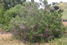 Load image into Gallery viewer, Baccharis pilularis ssp. consanguinea - Coyote Brush
