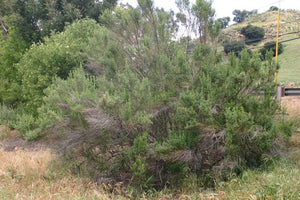 Baccharis pilularis ssp. consanguinea - Coyote Brush