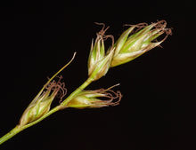 Load image into Gallery viewer, Carex tumulicola - Foothill Sedge
