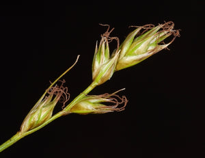 Carex tumulicola - Foothill Sedge