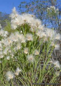 Baccharis sarothroides - Desert Broom