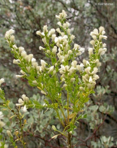 Baccharis sarothroides - Desert Broom