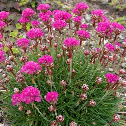 Armeria maritima 'Splendens' - Splendens Sea Thrift