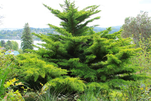 Hesperocyparis macrocarpa "Fine Gold' -Fine Gold Monterey Cypress