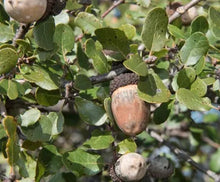 Load image into Gallery viewer, Quercus berberidifolia - Scrub Oak
