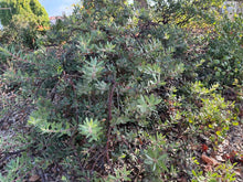 Load image into Gallery viewer, Arctostaphylos 'Pacific Mist' - Pacific Mist Manzanita
