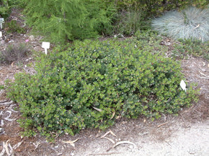 Arctostaphylos uva-ursi 'Radiant' - Radiant Manzanita