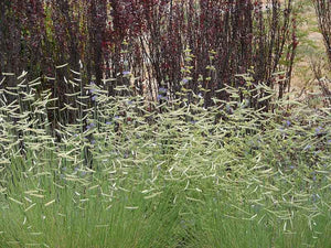 Bouteloua gracilis 'Blonde Ambition' - Blonde Ambition Blue Grama Grass