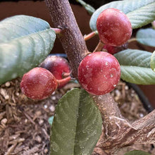Load image into Gallery viewer, Frangula californica 'Eve Case' - Eve Case Coffeeberry
