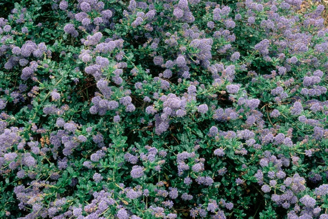 Ceanothus 'Blue Cushion' - Blue Cushion Mountain Lilac – Santa Barbara ...